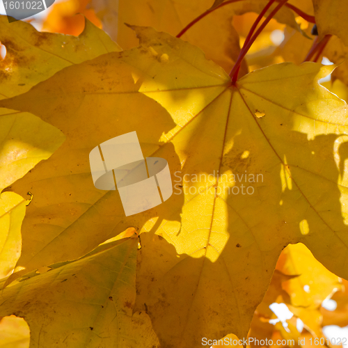 Image of autumn foliage