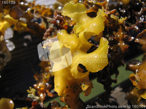 Image of seaweed
