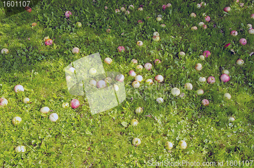 Image of Background ripe apples fallen on ground shadow 