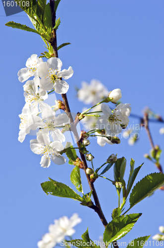 Image of White cherry tree bud bloom spring background 