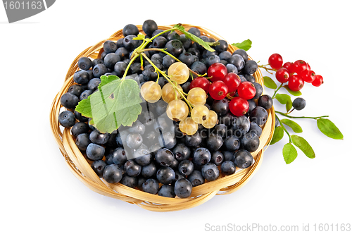 Image of Blueberries with red and white currants
