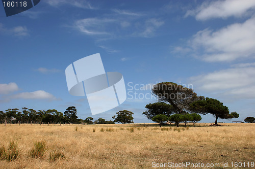 Image of Tree