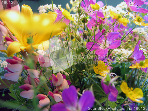 Image of meadow flowers