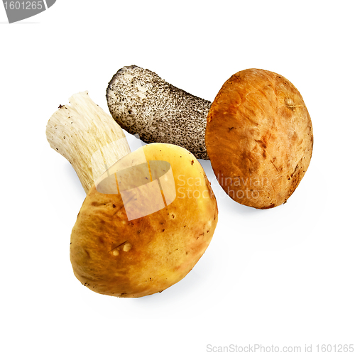 Image of Mushroom orange-cap boletus and cep