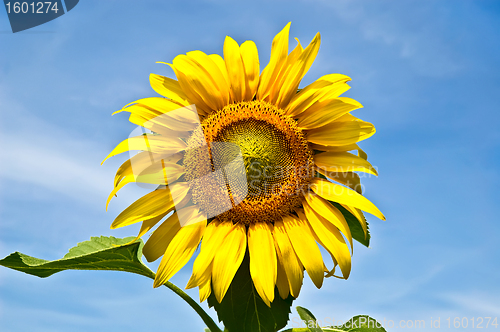 Image of Sunflower yellow