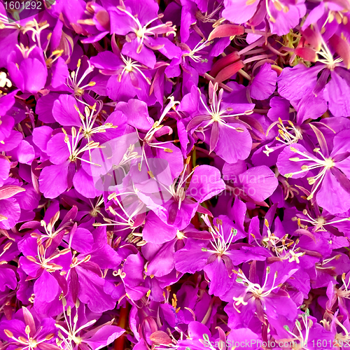 Image of The texture of the flowers of fireweed