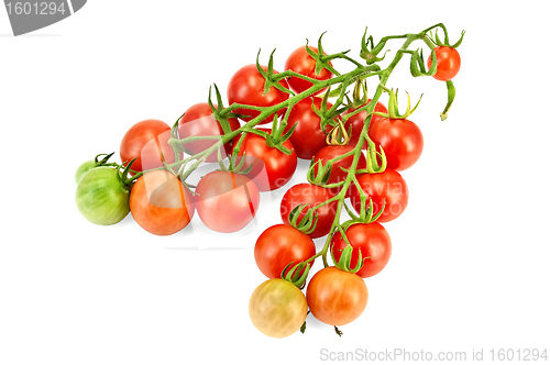 Image of Tomatoes on a branch