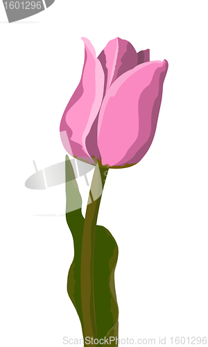 Image of Tulip pink vector