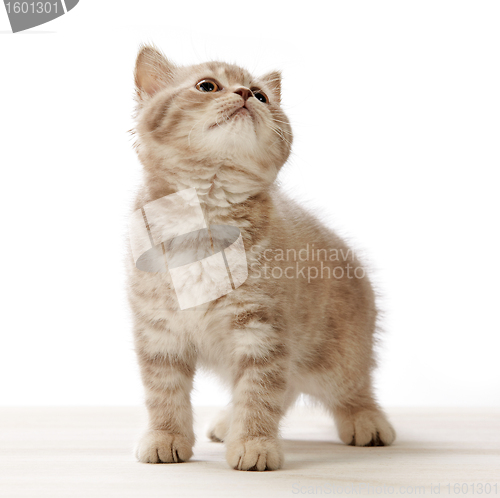 Image of kitten on white background