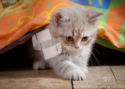 Image of kitten under bed