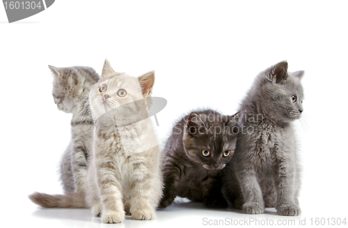 Image of four british short hair kittens