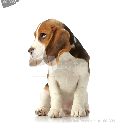 Image of beagle puppy