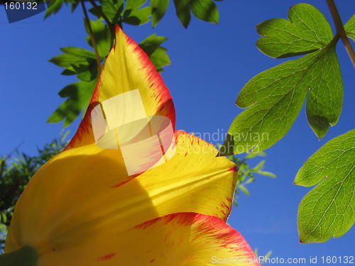 Image of Farmorstulpan. Swedish heirloom tulip