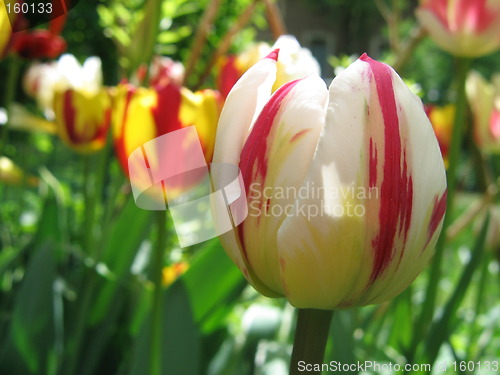 Image of tulips