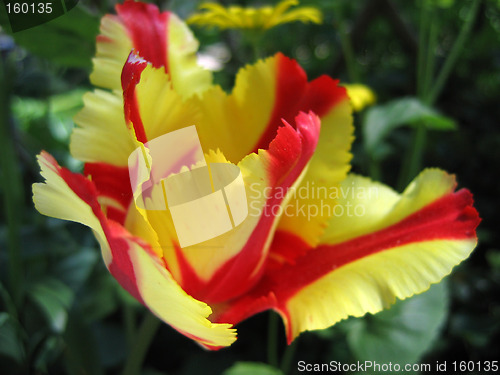 Image of rembrandt tulip