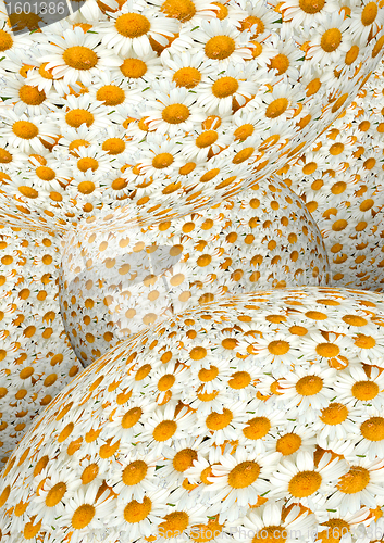 Image of White camomiles as a background