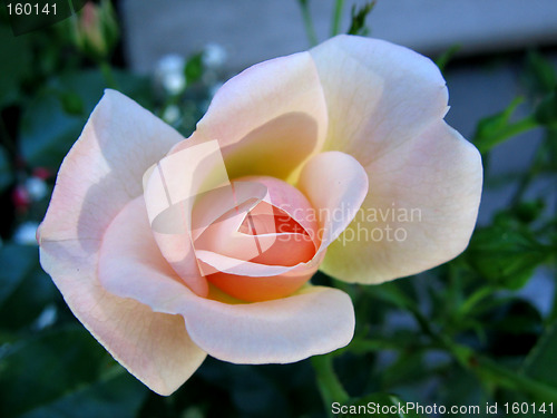 Image of rose