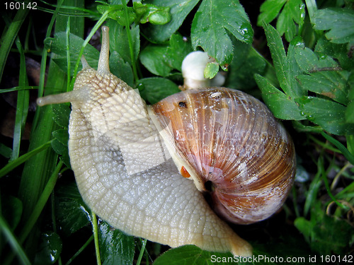 Image of snail