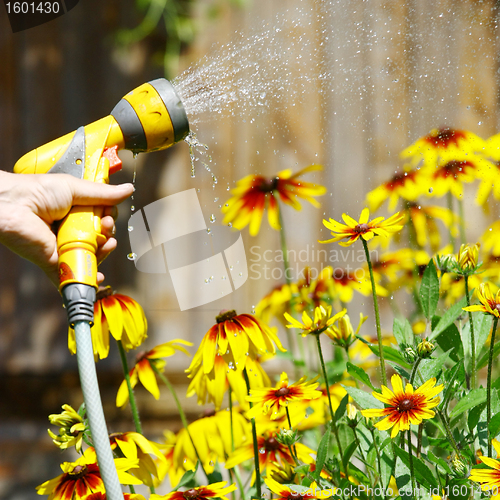 Image of Watering Flowers