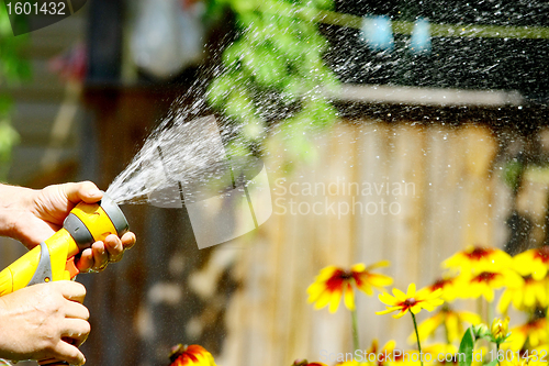 Image of Watering Flowers