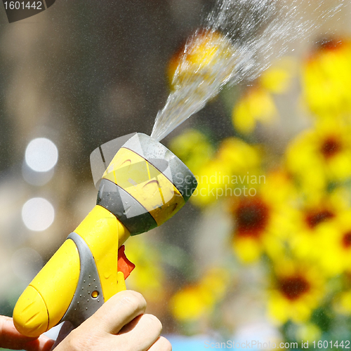 Image of Watering Flowers