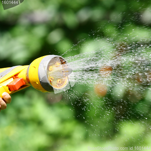 Image of Watering Flowers