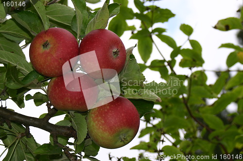 Image of Apples