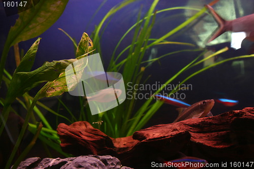 Image of Aquarium