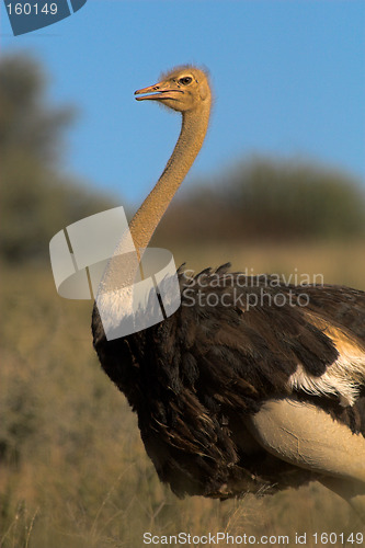 Image of Portrait of an ostrich