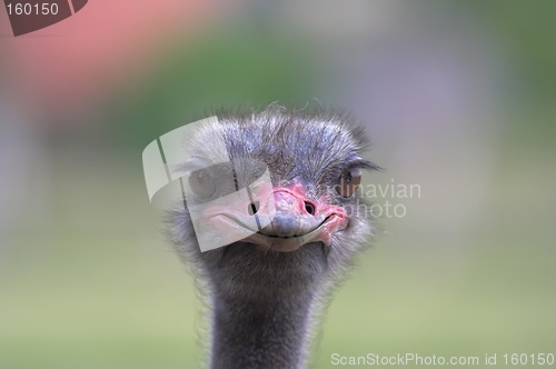 Image of Portrait of an ostrich