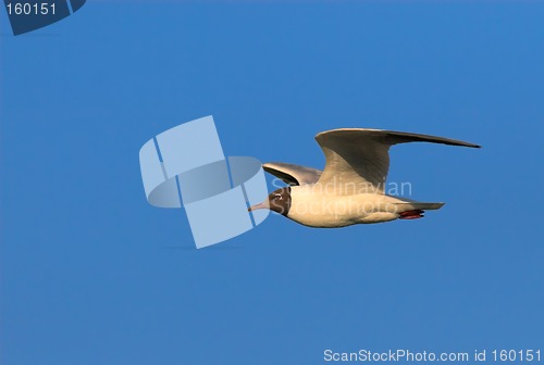 Image of Black-headed gull