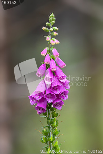 Image of Closeup of lilac flowers