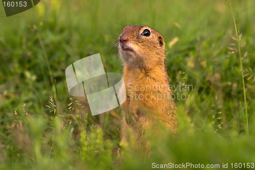 Image of Ground squirrel