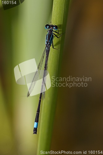 Image of Closeup of a dragonfly