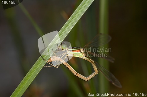 Image of Closeup of a dragonfly