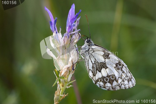 Image of Closeup of a marbled white butterfly