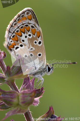 Image of Closeup of a coomon blue butterfly
