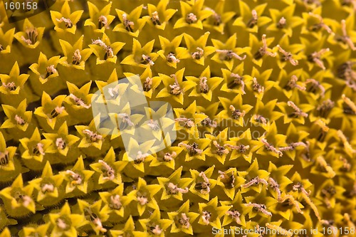 Image of Closeup of a sun flower