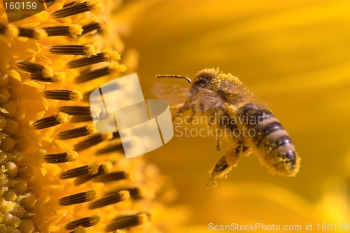 Image of Macro of a honeybee in a sunflower