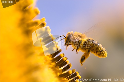 Image of Macro of a honeybee in a sunflower