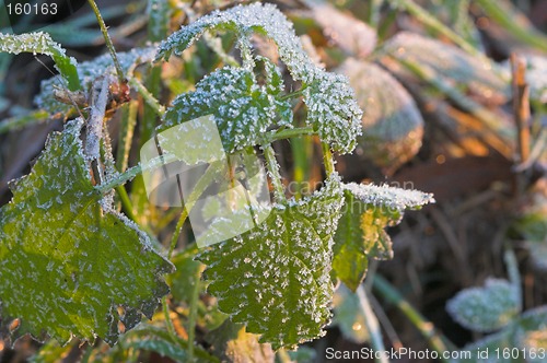 Image of Leaves on a winter morning