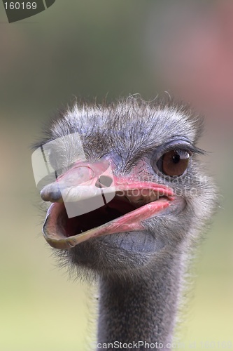 Image of Portrait of an ostrich