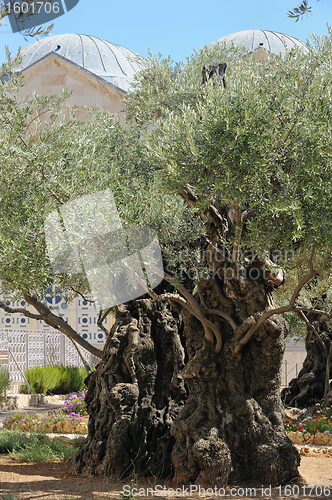 Image of Garden of Gethsemane