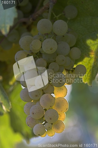 Image of Wine grapes