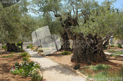 Image of Garden of Gethsemane