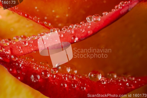 Image of Closeup of a rose