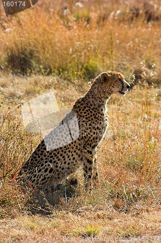 Image of Portrait of a cheetah
