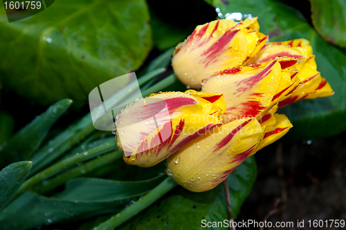 Image of Yellow tulips