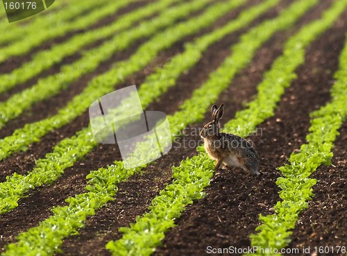 Image of Hare in a field