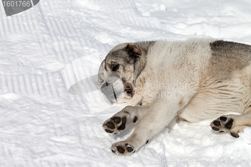 Image of Dog sleeping on snow